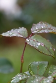 IIP Online Student Photography